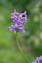 Betony, Stachys officinalis. Spike of small, tubular, purple - blue flowers.