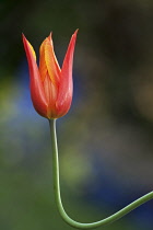Tulipa Ballerina. Single flower on upwardly curved stem.