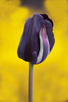 Tulipa Black Parrot. Single flower of dark purple colour streaked with cream.