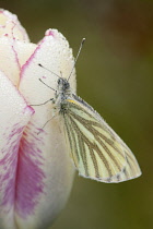 Green veined white butterfly, Pieris napi, on Tulipa Affaire petal flushed and edged in pink and scattered with dew droplets.
