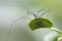 Venus fly trap, Dionaea muscipula enclosed around spider.