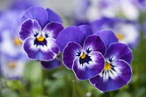 F1 Viola Delft Blue. Three flowers with blue and white petals and yellow at centre.