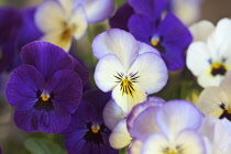 Blue and white flowers of Viola Sorbet Ocean Breeze.