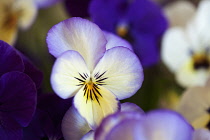 Blue and white flowers of Viola Sorbet Ocean Breeze.