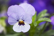 Single flower of Viola Sorbet Ocean Breeze with raindrops on petals.