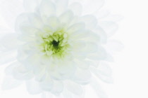 Chrysanthemum cultivar, Zembla variety, Single flower head close up with white, translucent outer petals and pale green, incurved petals at centre.