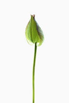Convolvulus Arvensis, Single flower pod in delicate green casing on long, slender stem.
