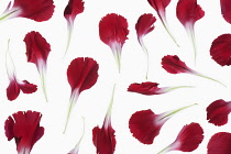 Dianthus caryophyllus, Single red petals delicately placed to create a panel of petals.
