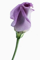 Eustoma cultivar, Individual flower, part open with furled purple petals.