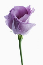Eustoma cultivar, Individual flower, part open with unfurling purple petals.