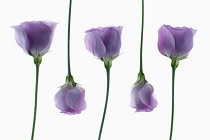 Five individual flowers of Eustoma cultivar arranged in alternating sequence.