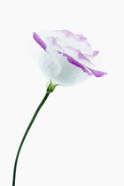 Eustoma cultivar, Individual flower with white petals edged with pink.