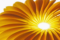 Gerbera jamesonii ?Optima?, Fan of orange petals delicately placed to form a representative shape of a Gerbera flower.