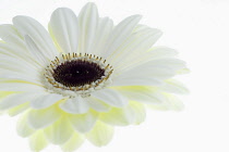 Gerbera jamesonii ?Ice Queen?, Single flower head with white petals and dark centre.