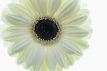 Gerbera jamesonii ?Ice Queen?, Single flower head with white petals and dark centre.