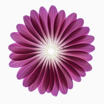 Gerbera jamesonii ?Serena?, Individual pink petals placed into a construct representation of a Gerbera flower.