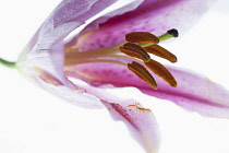 Lilium 'Star Gazer', Close image with focus on the inside of the flower, striped deep pink and spotted with extending stigma, anthers and filaments.