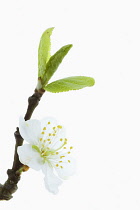 Prunus cerasifera, Single white blossom, twig and emerging green leaves.
