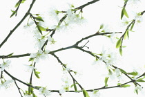 Prunus cerasifera, Arrangement of flowering stems.