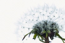 Dandelion, Cropped view of single dandelion seed head captured to highlight details.