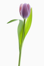 Tulipa cultivar, Single purple Tulip.