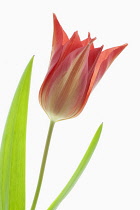 Tulipa Synaeda orange. Single, red - orange, lily-flowered tulip cultivar photographed against clean white background to display shape and leaves.