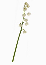 Studio shot of Lily of the valley, White Convallaria majalis.