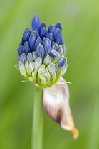 Close view of clustered blue buds of emerging umbelifer flower head.