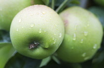 Apples growing on tree with droplets of rain over surface of green skin.