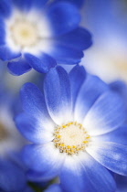 Close view of cineraria cultivar with petals fading from blue to white at centre.