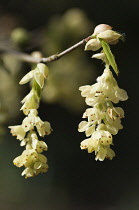 Pendants of pale yellow flowers of Winter hazel hanging from woody stem.