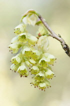 Pendants of pale yellow bell shaped flowers of Winter hazel hanging from woody stem.