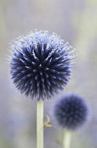 Spherical flower heads of Echinops ritro Veitch's Blue.
