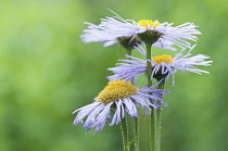Daisy-like flowers of Erigeron 'Azure Beauty' with pale lilac-pink petals and yellow centres.