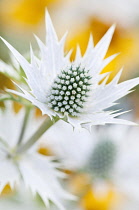 Conical flower head of Eryngium giganteum surrounded by spiny, silvery bracts.? Paul Tomlins / Flowerphotos