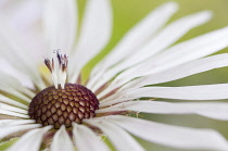 Close cropped view of single flower with domed, geometrical patterned central cone encircled by white petals.