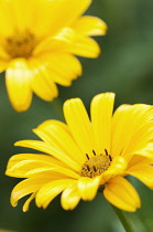 Pair of bright yellow daisy-like flowers of Heliopsis helianthoides against green background.