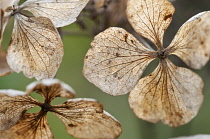 Translucent, spent and dried flowers of Hydrangea macrophylla 'Mariesii Perfecta' with network of veins extending across each petal-like sepal.