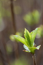New green leaves of Hydrangea macrophylla 'Libelle' emerging in sunlight.