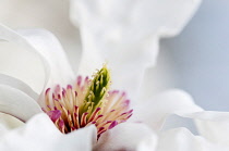 Close cropped view of pure white flower with green stamen surrounded by pink and cream at centre.