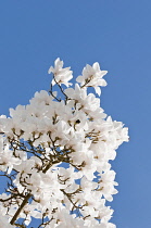 View upwards to white blossom of Columbus magnolia against blue sky.