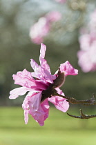Pink, single blossom of Magnolia sprengeri var. diva 'Eric Savill' in sunlight.