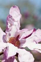 Pink, single blossom of Magnolia sprengeri var. diva 'Eric Savill' with ruffled petals in sunlight.