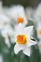 Narcissus with white petals and orange centre. Single flower in foreground with others massed behind, shallow depth of field.