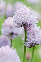 Clump of Chives with dense, domed flower heads of small, pale purple flowers.