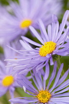 Group of Michaelmas daisies with purple petals surrounding yellow centres.