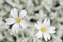 Snow in Summer, Star-shaped white flowers of Cerastium tomentosum 'Yo Yo'.