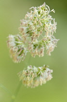 Close view of Cocksfoot grass in flower.