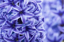 England, Dorset, Swannage, Close cropped view of dense spike of purple-blue hyacinth flowers.