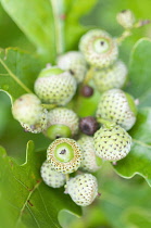 Green leaves and cluster of growing acorns of Caucasian Oak.